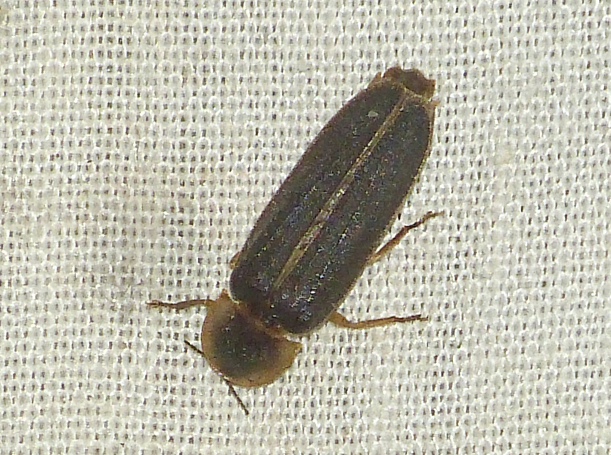 Lampyris noctiluca - nagy szentjánosbogár