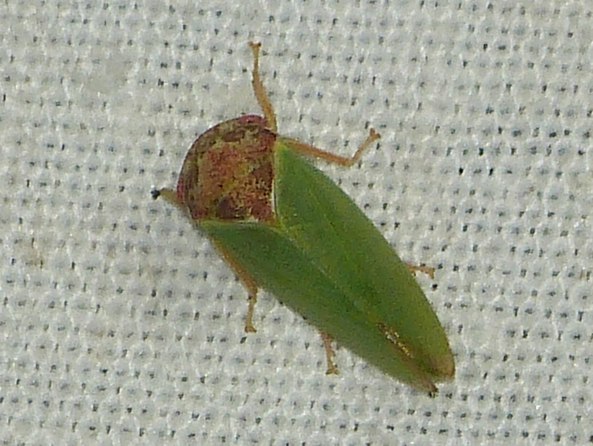 Iassus lanio