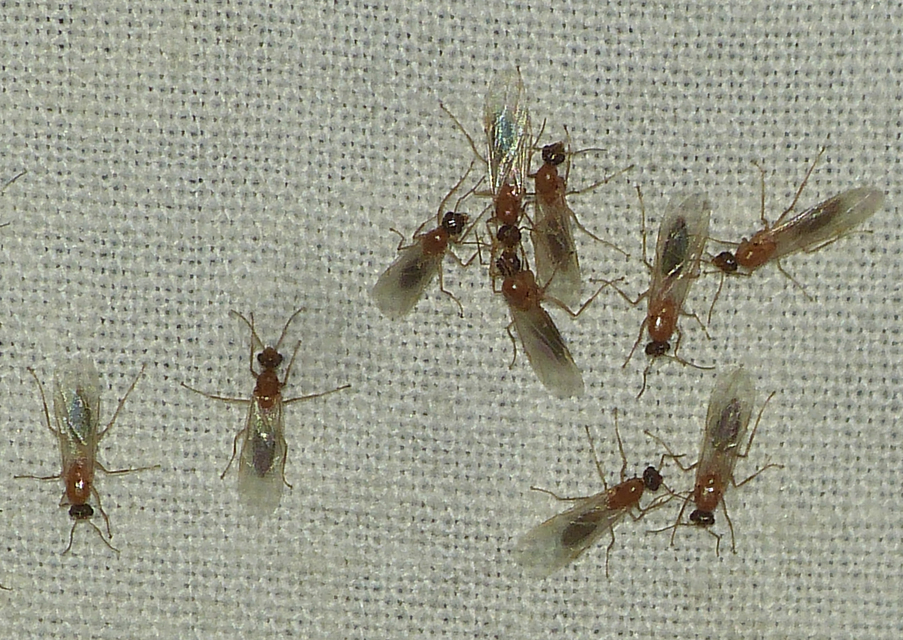 Colobopsis truncata - kapushangya