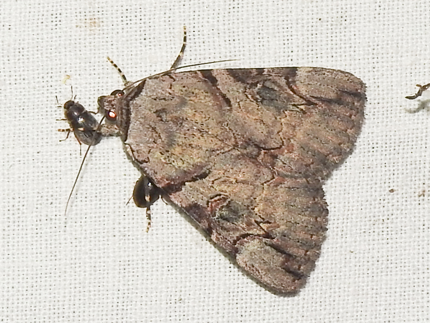 Catocala hymenaea - kökény-övesbagoly