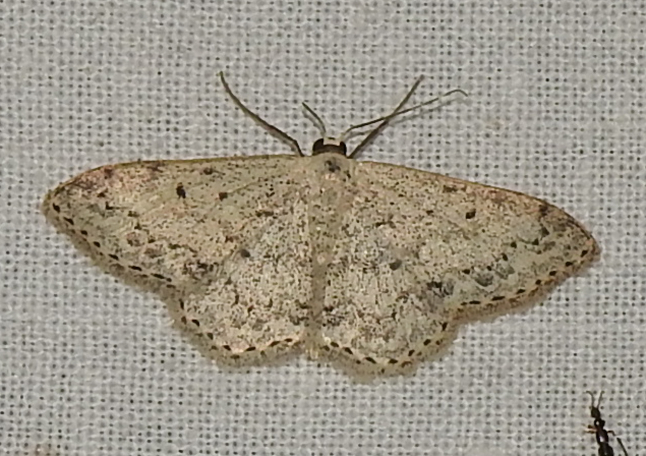 Scopula marginepunctata - pettyes sávosaraszoló