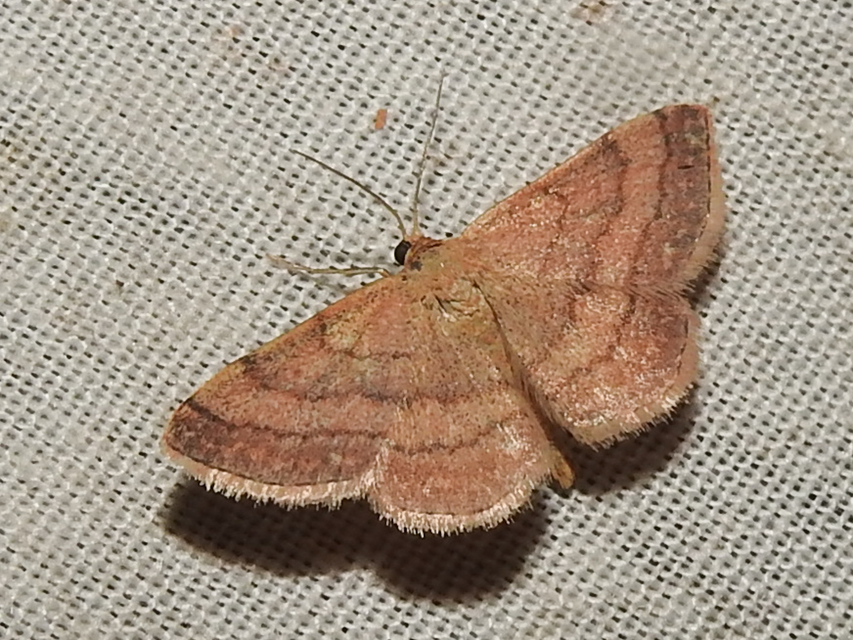 Scopula rubiginata - réti pirosaraszoló