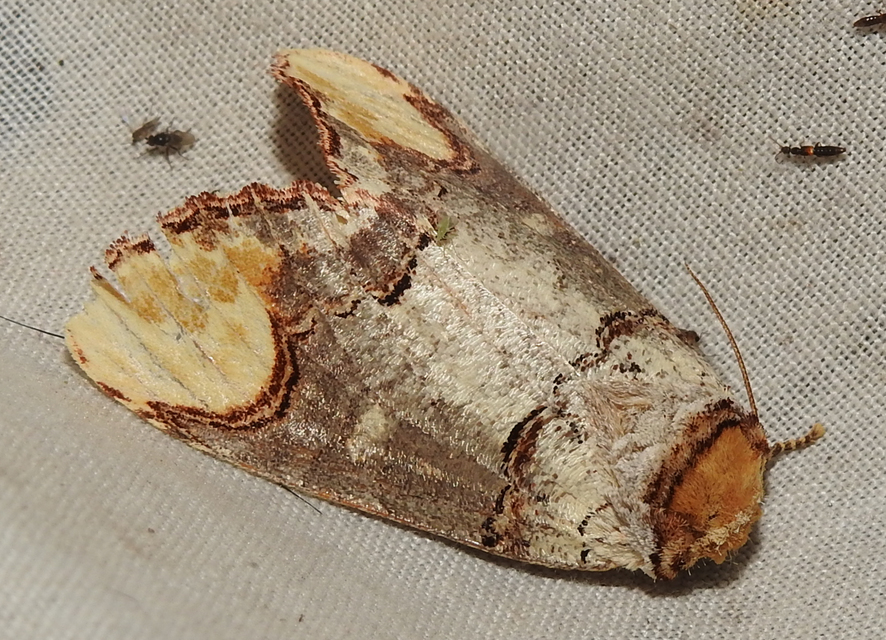 Phalera bucephala - sárgafoltos púposszövő