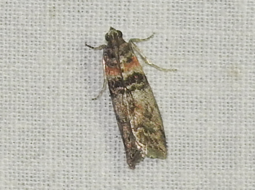 Sciota rhenella - alföldi karcsúmoly