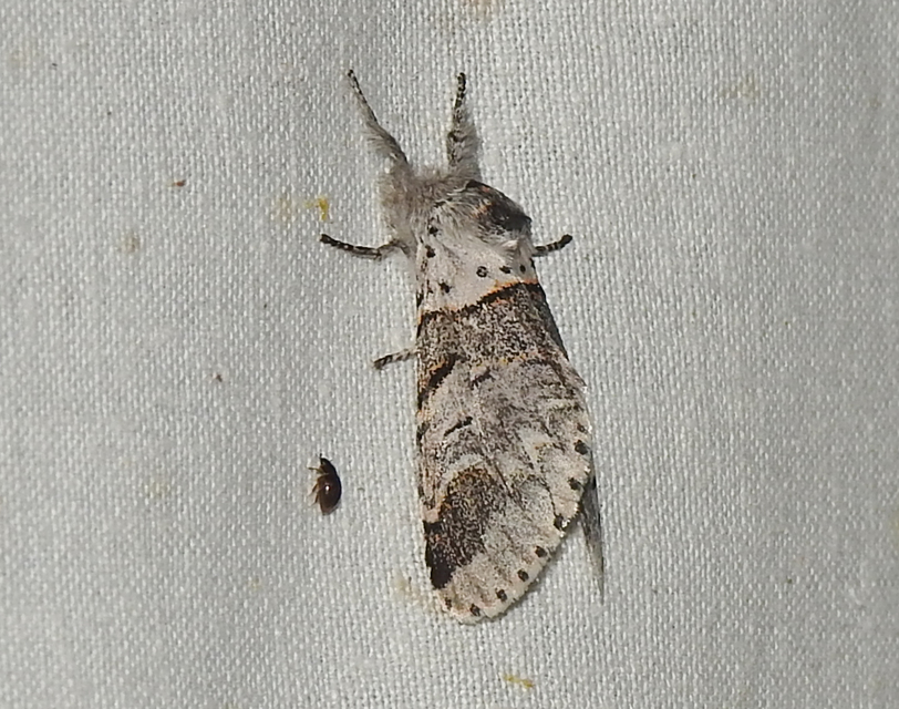 Furcula furcula - szürke púposszövő