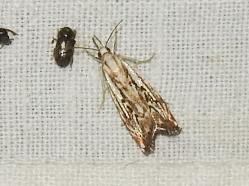 Catoptria falsella - hálós fűgyökérmoly