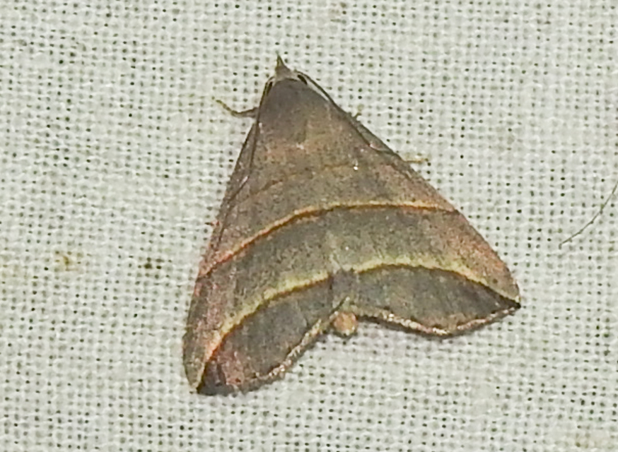 Colobochyla salicalis - háromsávos törpebagoly