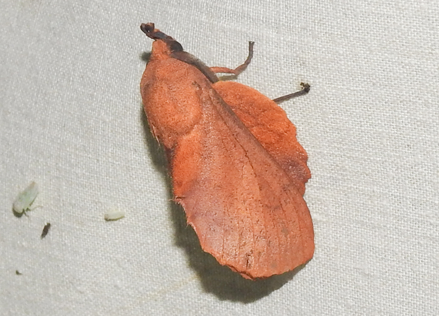 Gastropacha quercifolia - tölgylevélpohók