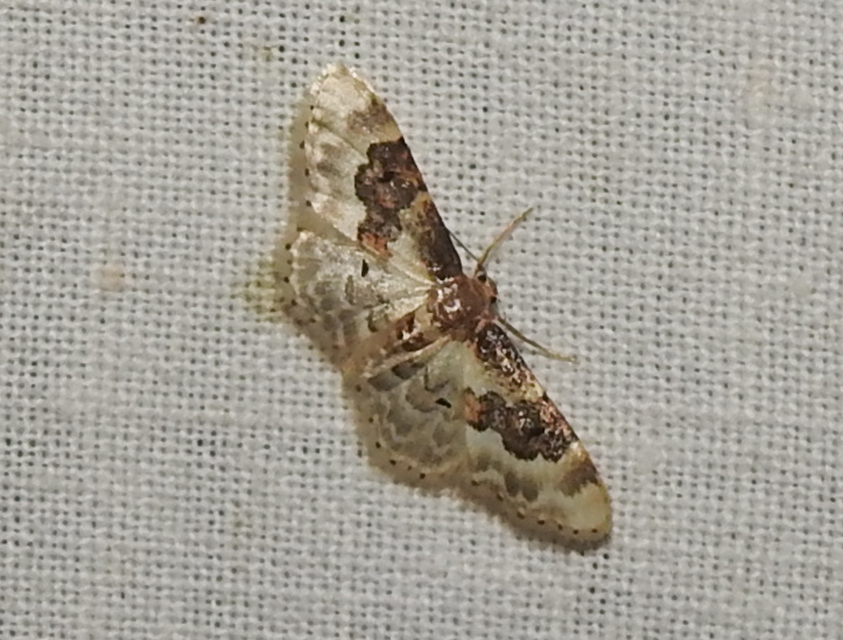 Idaea rusticata - tarka apróaraszoló