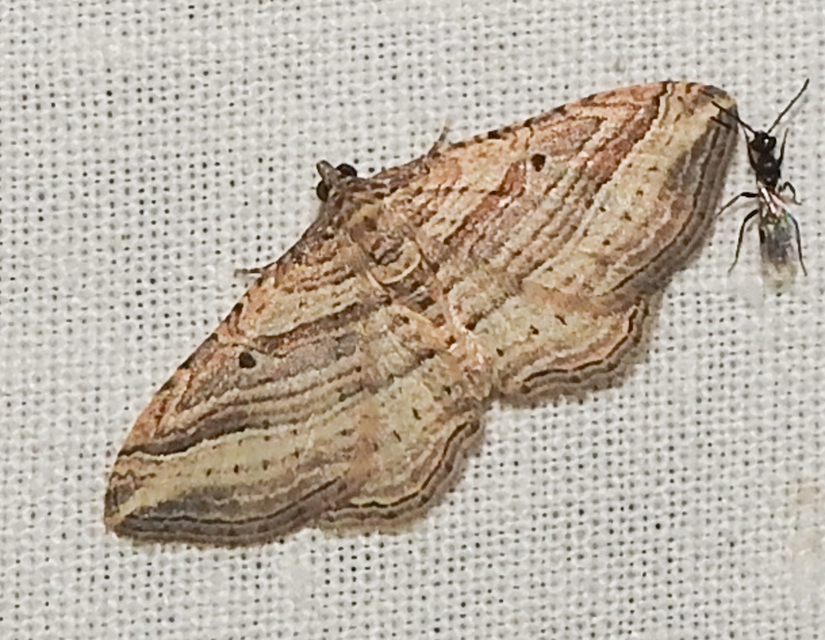 Costaconvexa polygrammata - soksávú araszoló