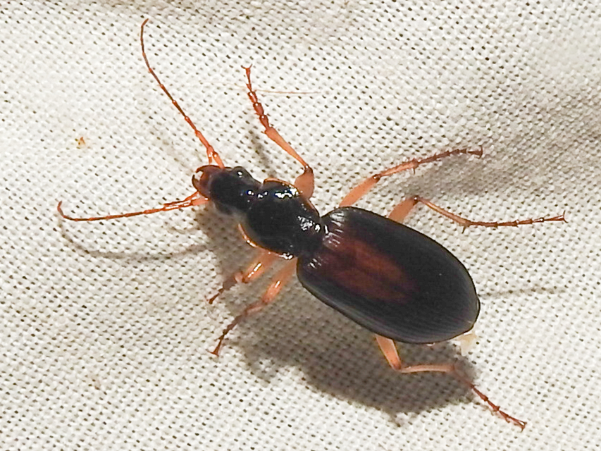 Dolichus halensis - hantfutó