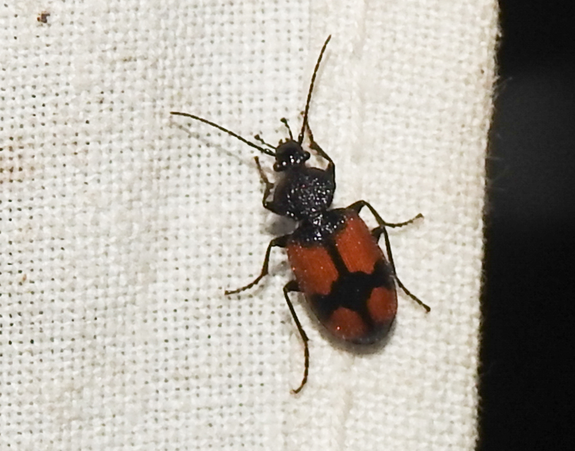 Panagaeus cruxmajor - nagy keresztesfutó