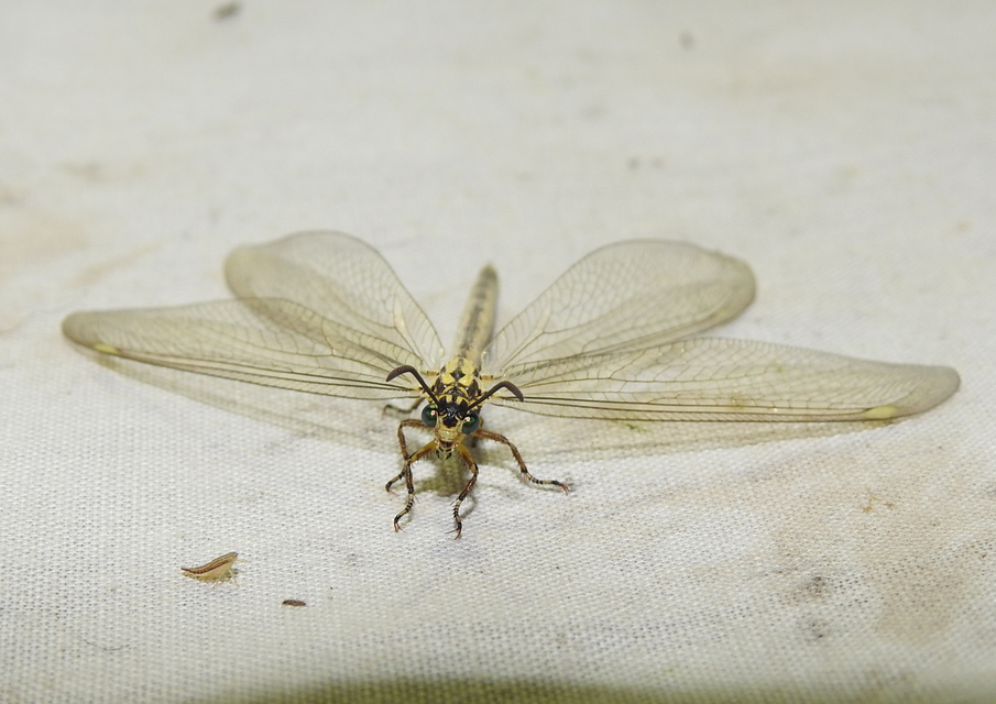 Myrmecaelurus trigrammus - hangyafarkas