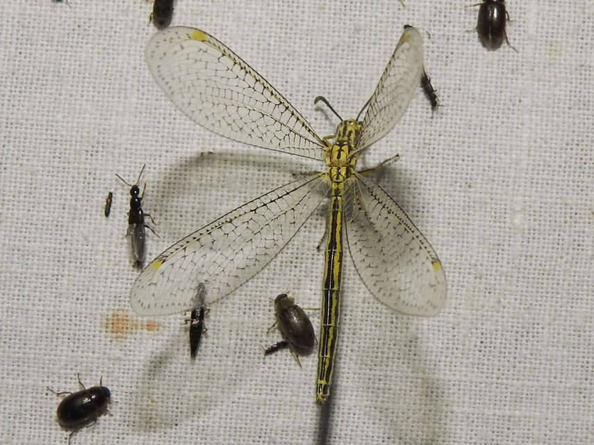 Myrmecaelurus punctulatus - pontozott hangyaleső