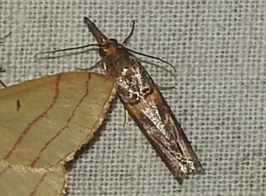 Etiella zinckenella - akácmoly