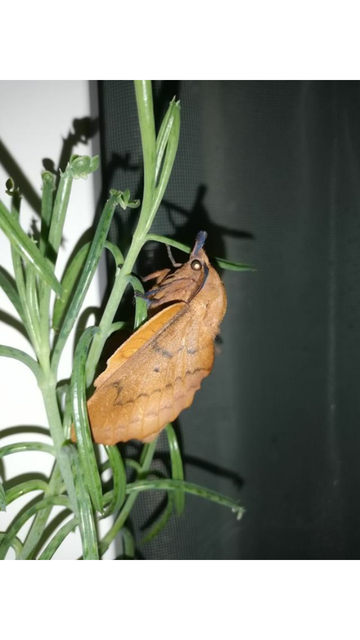 Gastropacha quercifolia - tölgylevélpohók