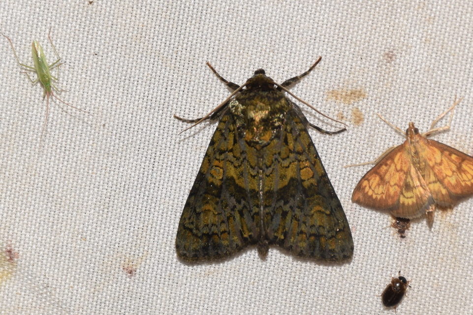 Craniophora ligustri - fagyalbagoly