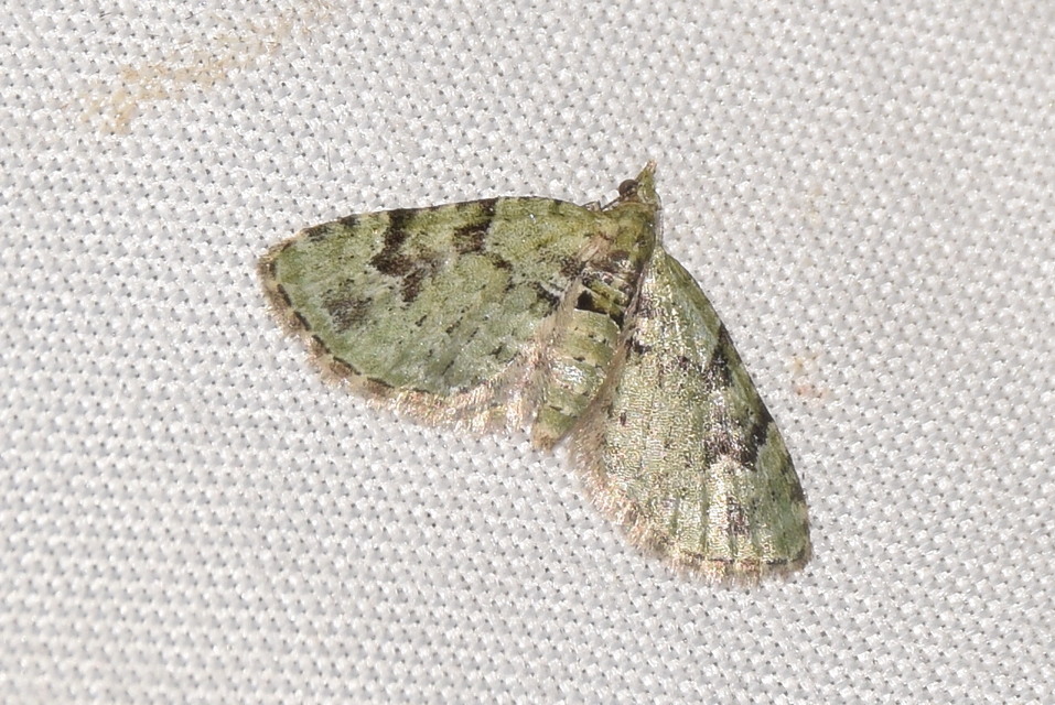Chloroclystis v-ata - zöldes törpearaszoló
