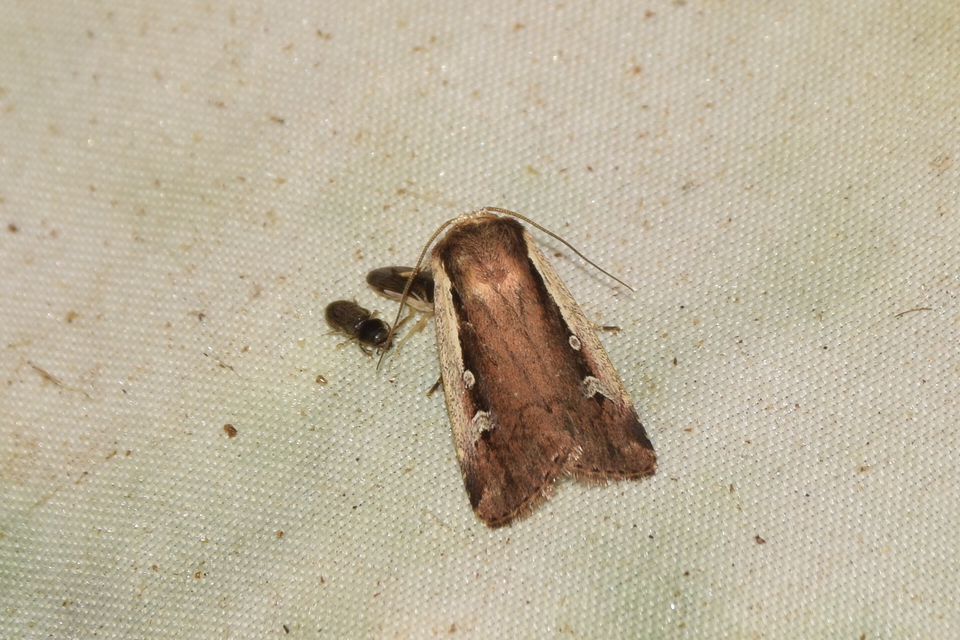 Ochropleura plecta - fehérszegélyű fűbagoly