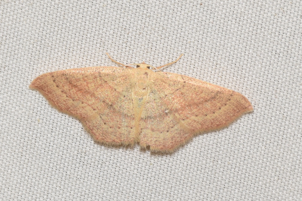 Cyclophora linearia - vonalas pettyesaraszoló
