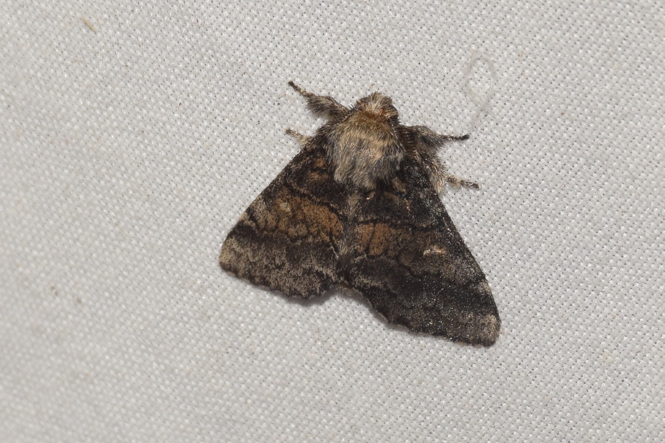 Gluphisia crenata - kormos púposszövő