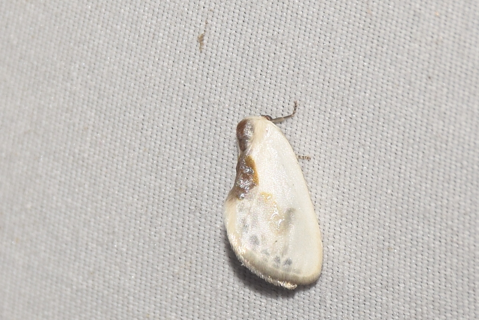 Cilix glaucata - törpe sarlósszövő