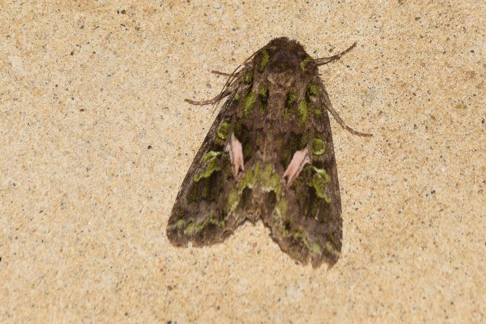 Trachea atriplicis - nyári zöldbagoly