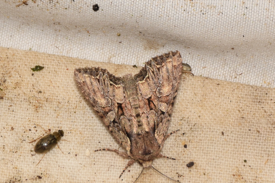 Lacanobia thalassina - borbolya-kertibagoly