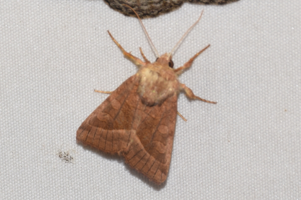 Hydraecia micacea - csillogó acsalapubagoly