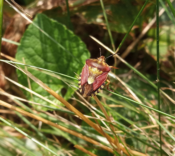 Carpocoris Carpocoris