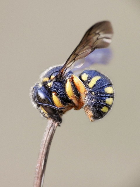 Anthidium