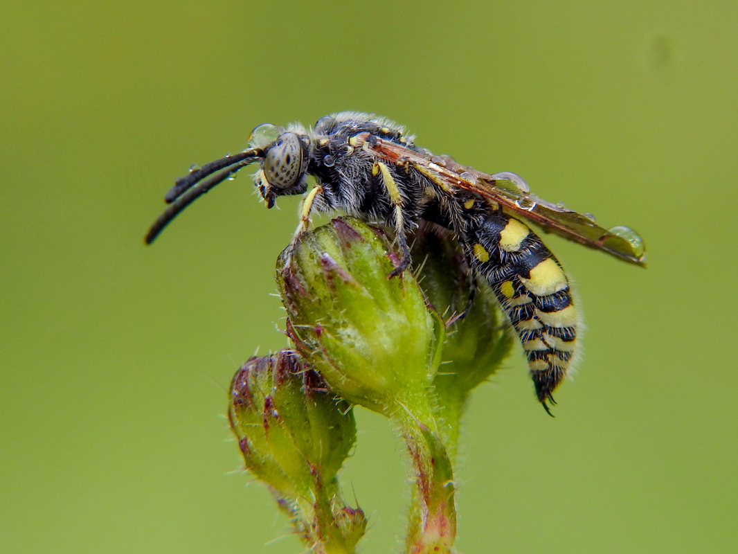 Colpa sexmaculata - hatfoltos tőrösdarázs