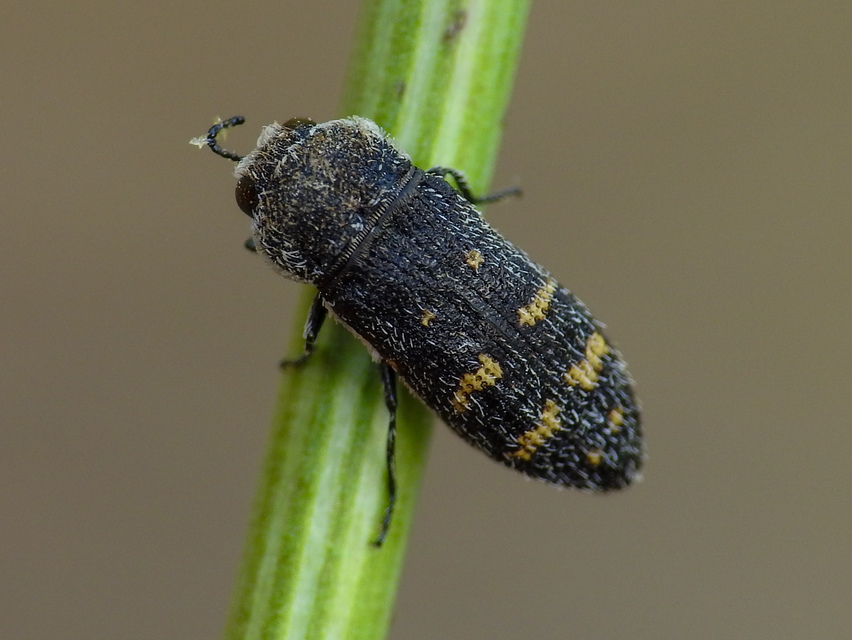 Acmaeoderella flavofasciata - sárgacsíkos zömökdíszbogár