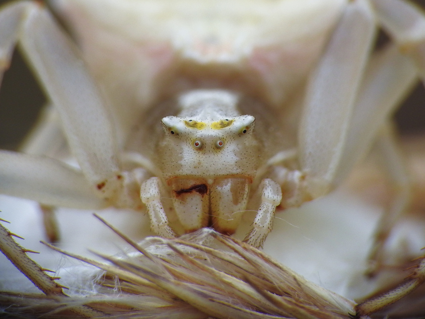 Thomisus onustus - fehér karolópók