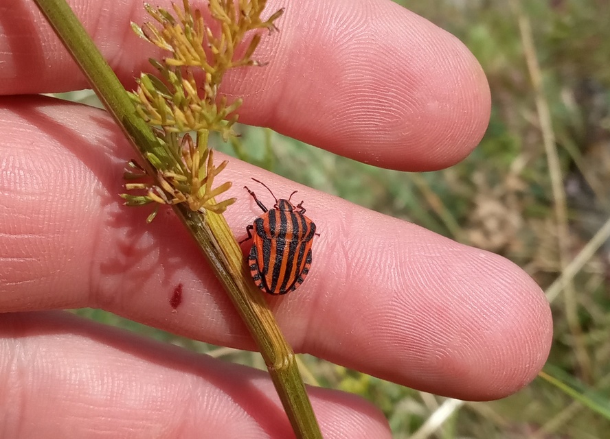 Graphosoma italicum - csíkos pajzsospoloska Graphosoma italicum - csíkos pajzsospoloska