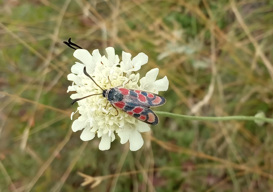 Zygaena carniolica - fehérgyűrűs csüngőlepke