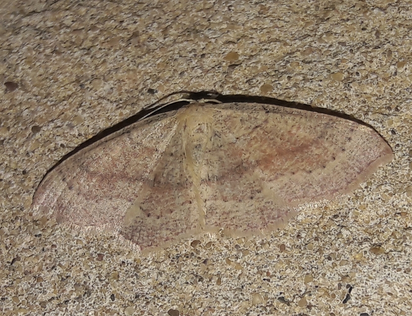 Cyclophora punctaria - sávos pettyesaraszoló