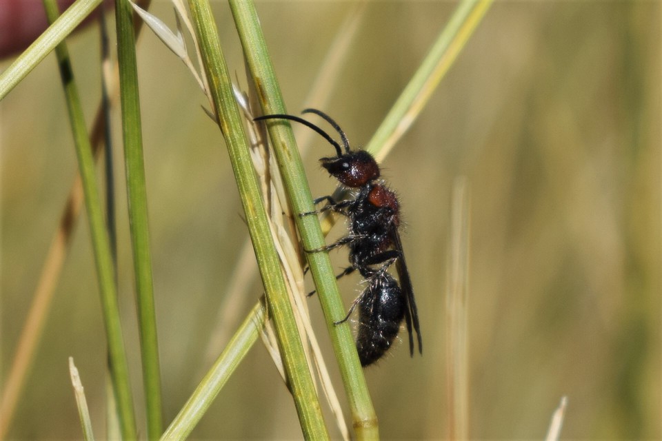 Mutillidae - hangyadarazsak
