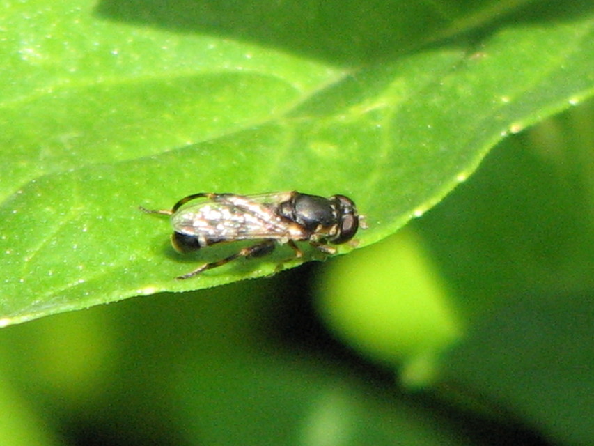 Syritta pipiens - zizegő comboslégy