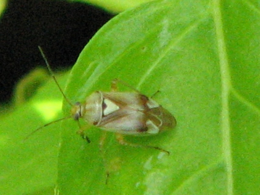Lygus pratensis - változó mezeipoloska