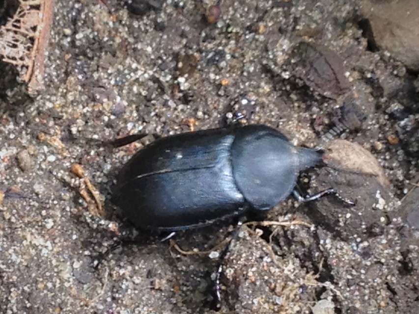 Ablattaria laevigata - sima csigarabló