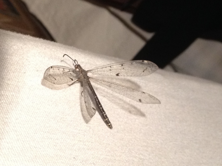 Distoleon tetragrammicus - négyfoltos hangyaleső