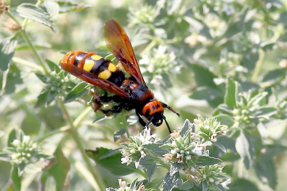 Megascolia maculata - óriás-tőrösdarázs