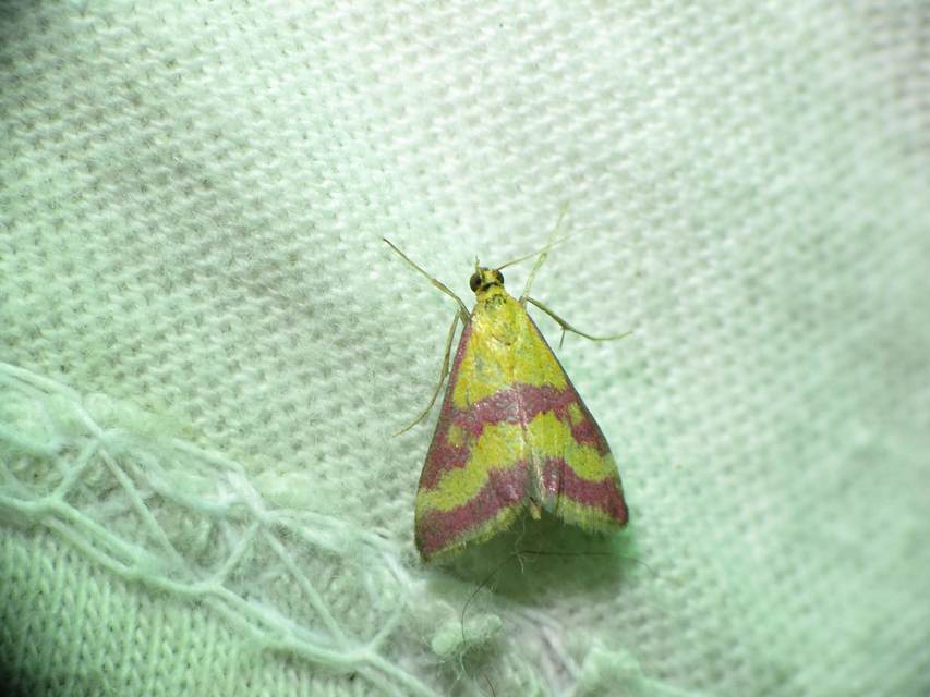 Pyrausta sanguinalis - vérszínű bíbormoly