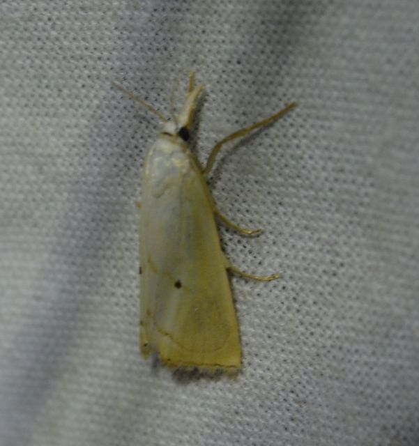 Xanthocrambus saxonellus - sárga fűgyökérmoly
