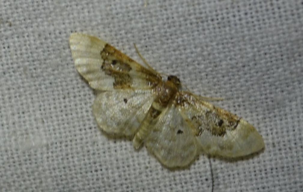 Idaea rusticata - tarka apróaraszoló