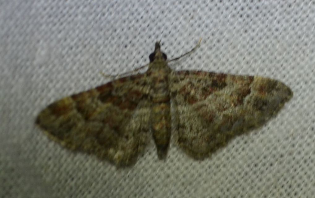 Gymnoscelis rufifasciata - vöröscsíkos törpearaszoló