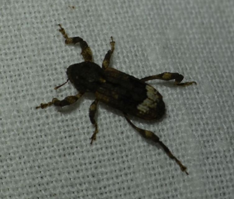 Camptorhinus statua - bordás holttettetős-ormányos