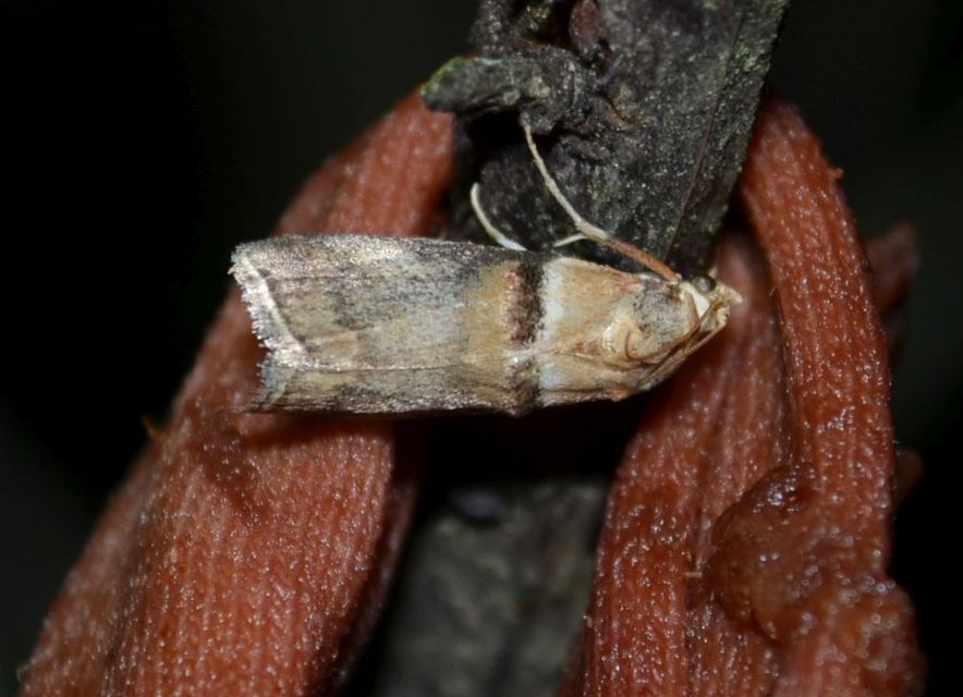 Acrobasis tumidana - bordás karcsúmoly