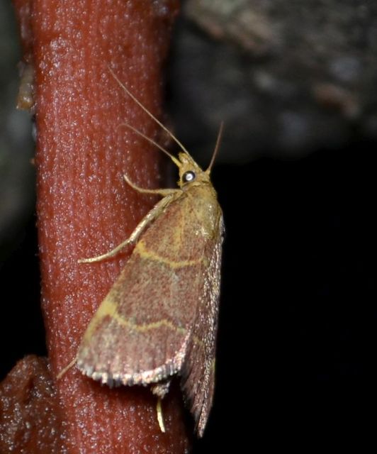 Hypsopygia rubidalis - vörös fényilonca